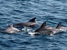 Dolphins playing in the bay